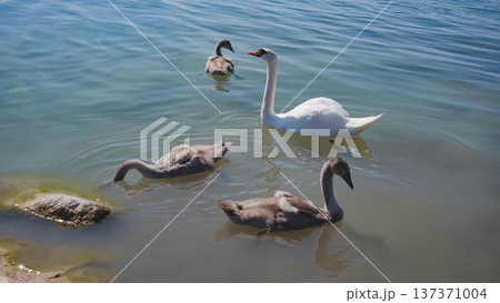White swan swimming with cygnets on blue lake, nurturing wildlife and family bond White swan swimming with cygnets on blue lake, nurturing wildlife and family bond 137371004
