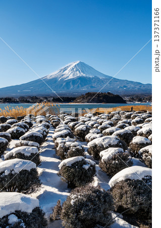初春のラベンダー畑と富士山の風景 河口湖大石公園 初春のラベンダー畑と富士山の風景 河口湖大石公園 137371166