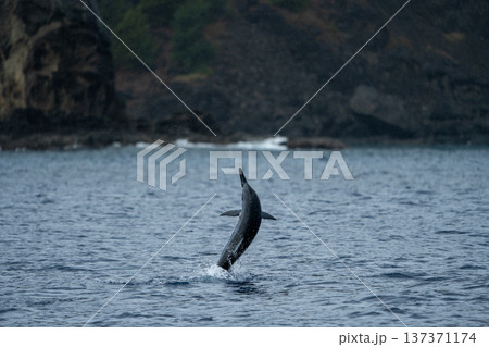 ジャンプするハシナガイルカ 小笠原 東京都 ジャンプするハシナガイルカ 小笠原 東京都 137371174