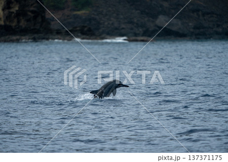 ジャンプするハシナガイルカ 小笠原 東京都 ジャンプするハシナガイルカ 小笠原 東京都 137371175