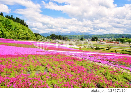 花と緑と雪の里・新潟県魚沼市堀之内根小屋の芝桜 137371194