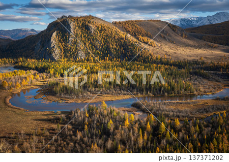 Autumn mountain river valley with golden larch forest and snow capped peaks at sunset 137371202