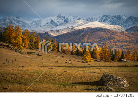 Golden larch forest on foothills with snow capped mountains, autumn alpine landscape at dusk 137371203