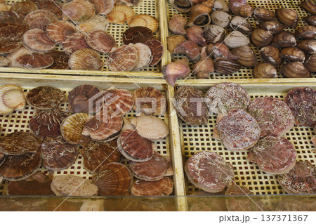 Fresh live scallops displayed in trays at a seafood market in Sapporo, Hokkaido, Japan, freshness from Ocean 137371367
