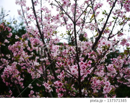 桜 さくら サクラ 137371385