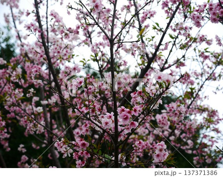 桜 さくら サクラ 137371386