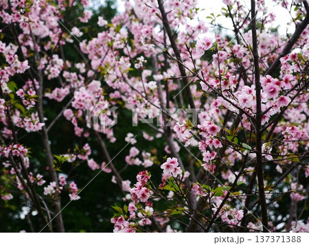 桜 さくら サクラ 137371388