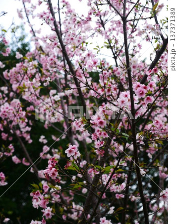 桜 さくら サクラ 137371389
