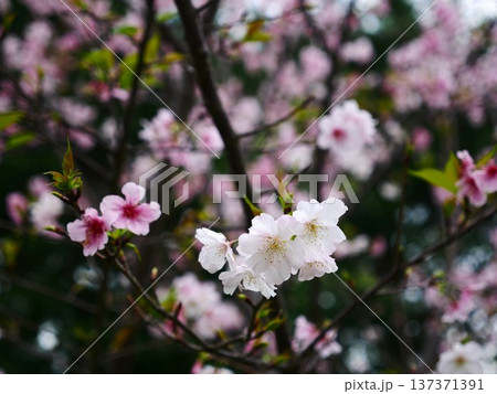 桜 さくら サクラ 137371391