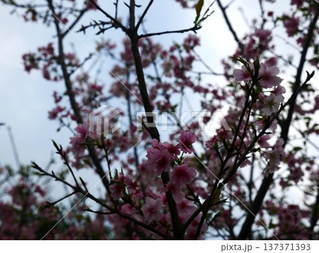 桜 さくら サクラ 137371393