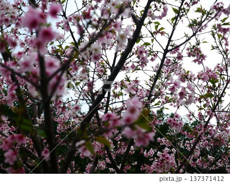 花 フラワー お花 137371412