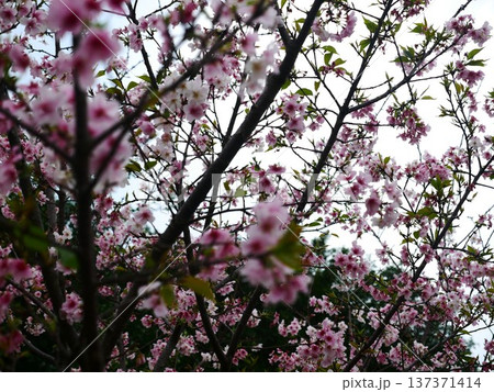 花 フラワー お花 137371414