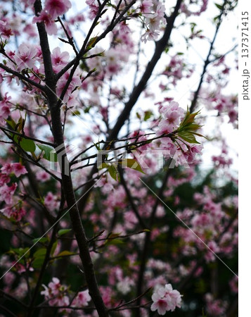 花 フラワー お花 137371415