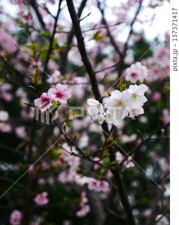 花 フラワー お花 137371417