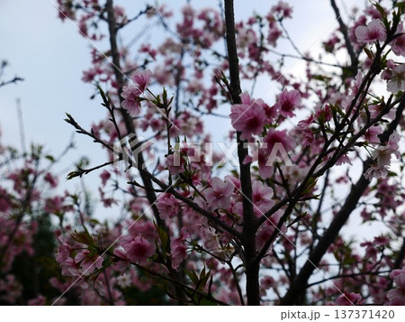 花 フラワー お花 137371420
