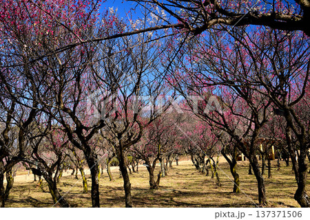 名古屋の梅の名所・大高緑地 137371506