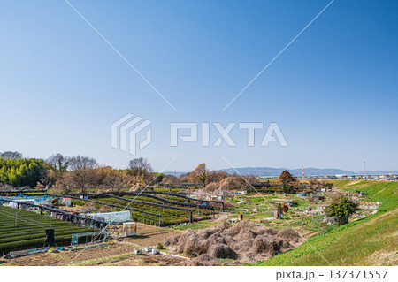 木津川右岸河川敷の茶畑　京都府城陽市 137371557