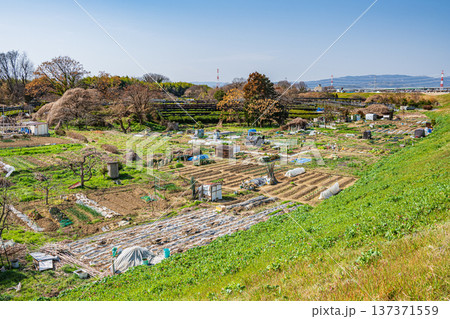 木津川右岸河川敷の茶畑　京都府城陽市 137371559