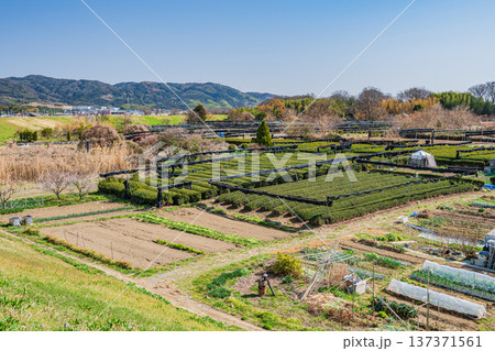 木津川右岸河川敷の茶畑 京都府城陽市 木津川右岸河川敷の茶畑 京都府城陽市 137371561