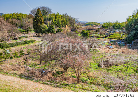 木津川右岸河川敷の農地 京都府城陽市 木津川右岸河川敷の農地 京都府城陽市 137371563