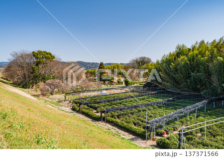 木津川右岸河川敷の茶畑　京都府城陽市 137371566