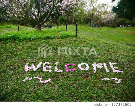 自然 天然 ナチュラル 137371605