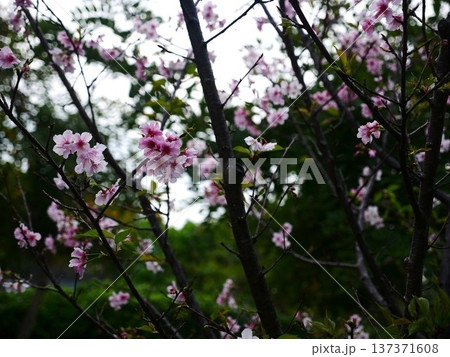 花 フラワー お花 137371608