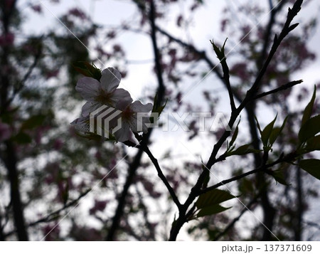 花 フラワー お花 137371609