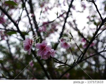 花 フラワー お花 137371610