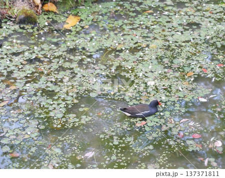 赤い嘴 赤いくちばし 赤いクチバシ 137371811