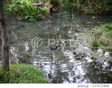 赤い嘴 赤いくちばし 赤いクチバシ 137371890