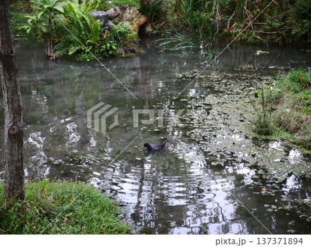 赤い嘴 赤いくちばし 赤いクチバシ 137371894