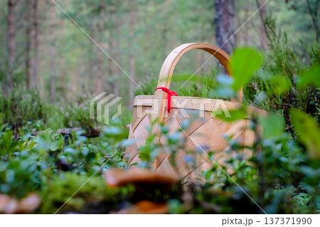 Empty traditional wicker basket standing on the forest among green moss, ready for mushroom picking. 137371990