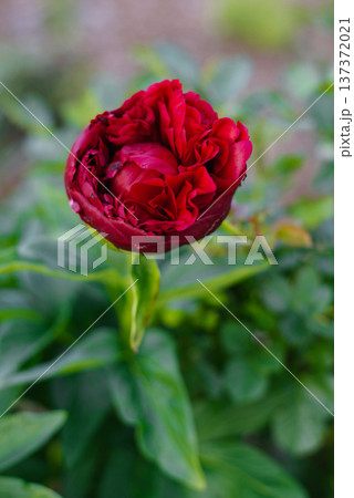 Majestic Red Henry Bockstoce Peony Flower Blooming in Summer Garden Majestic Red Henry Bockstoce Peony Flower Blooming in Summer Garden 137372021