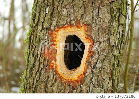 Black woodpecker hole close-up alders Alnus trees Dryocopus martius has round hollow wood hollowed out by the strong beak or bill of Woodpeckers picidae bird nest or home in forest woodland farmland Black woodpecker hole close-up alders Alnus trees Dryocopus martius has round hollow wood hollowed out by the strong beak or bill of Woodpeckers picidae bird nest or home in forest woodland farmland 137372186