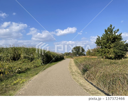 青空と雲の下を続く田園の散歩道と自然風景 137372466