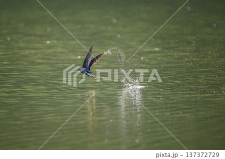 水面を高速飛行するハリオアマツバメ 137372729
