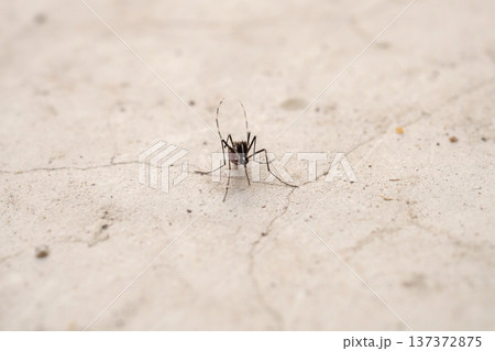 Aedes aegypti mosquitoes on concrete floor Aedes aegypti mosquitoes on concrete floor 137372875