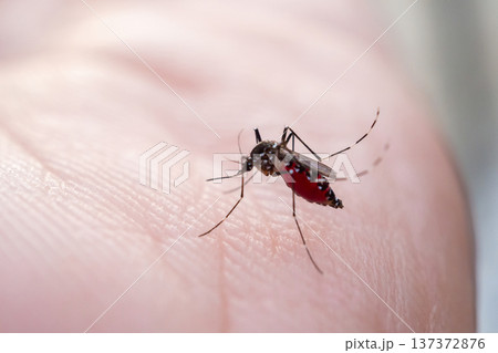 Aedes aegypti mosquitoes on human hand Aedes aegypti mosquitoes on human hand 137372876