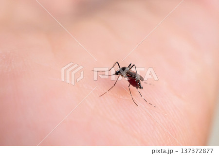 Aedes aegypti mosquitoes on human hand Aedes aegypti mosquitoes on human hand 137372877