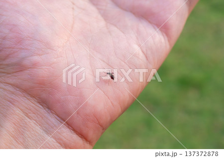 Aedes aegypti mosquitoes on human hand Aedes aegypti mosquitoes on human hand 137372878