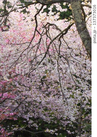 満開の桜の花 満開の桜の花 137373016