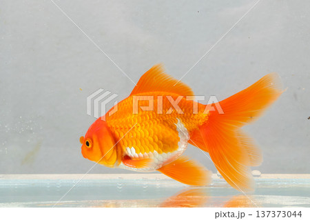 Oranda goldfish in aquarium fish tank close up 137373044