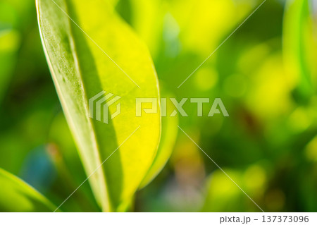 Natural plant green leaf in garden with bokeh background 137373096