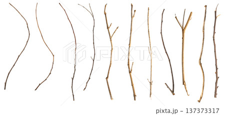 Dry tree branches set isolated on white background 137373317