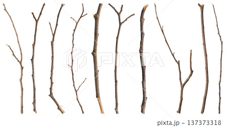 Dry tree branches set isolated on white background 137373318