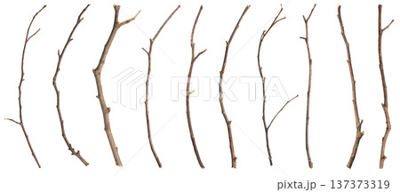 Dry tree branches set isolated on white background 137373319