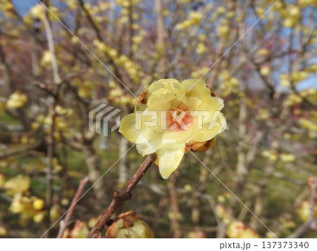 冬から早春にかけて咲く蝋のような半透明の花「蠟梅」 137373340