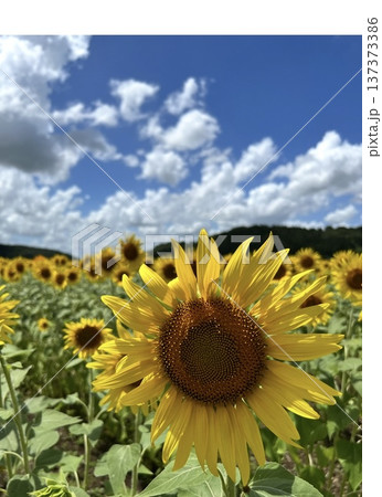 青空とひまわり畑の夏の風景 青空とひまわり畑の夏の風景 137373386