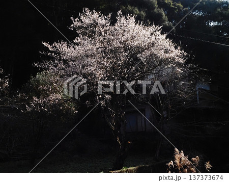 木洩れ日を浴びた白梅(たくさんの花をつけた吉野川上流のウメの木) 木洩れ日を浴びた白梅(たくさんの花をつけた吉野川上流のウメの木) 137373674